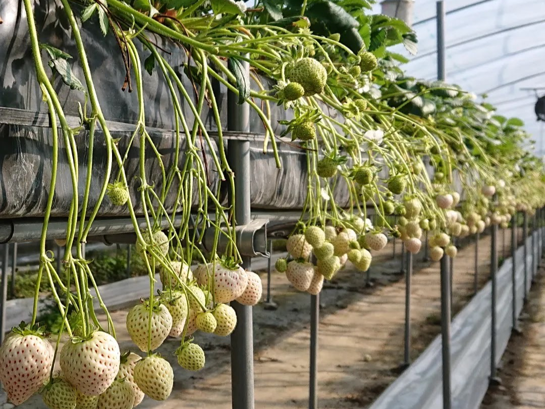 2024年NEWオープン【いちご狩り 40分】奈良の人気品種と白いちごが大