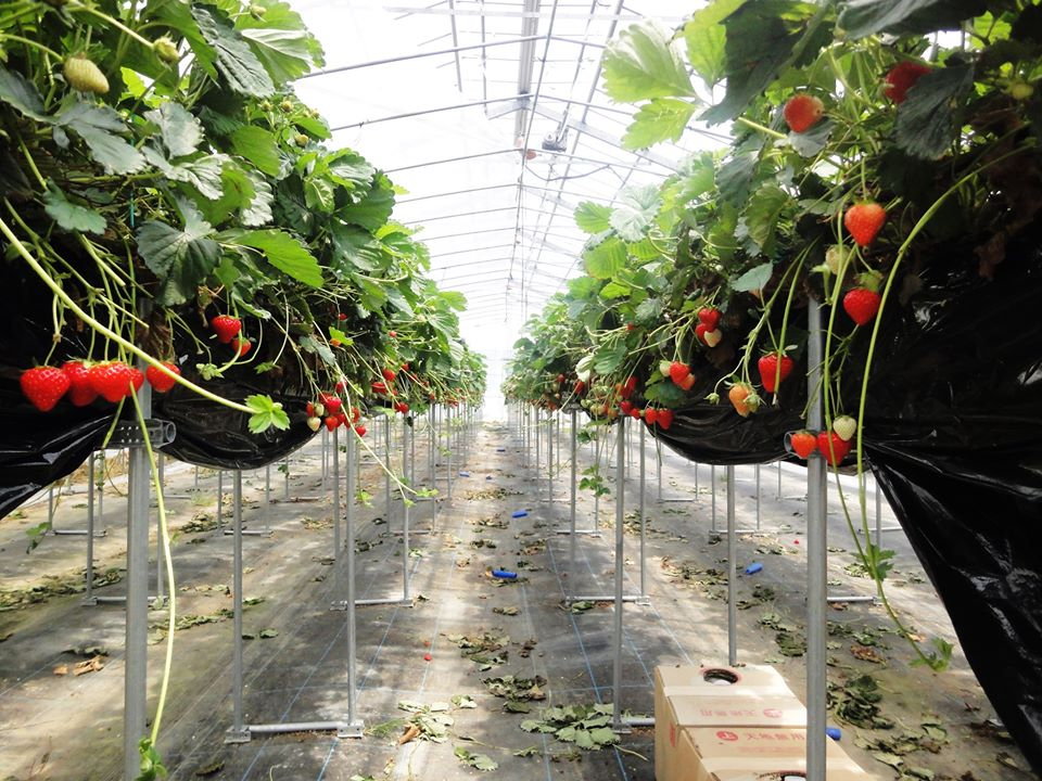 2024年NEWオープン【いちご狩り 40分】奈良の人気品種と白いちごが大