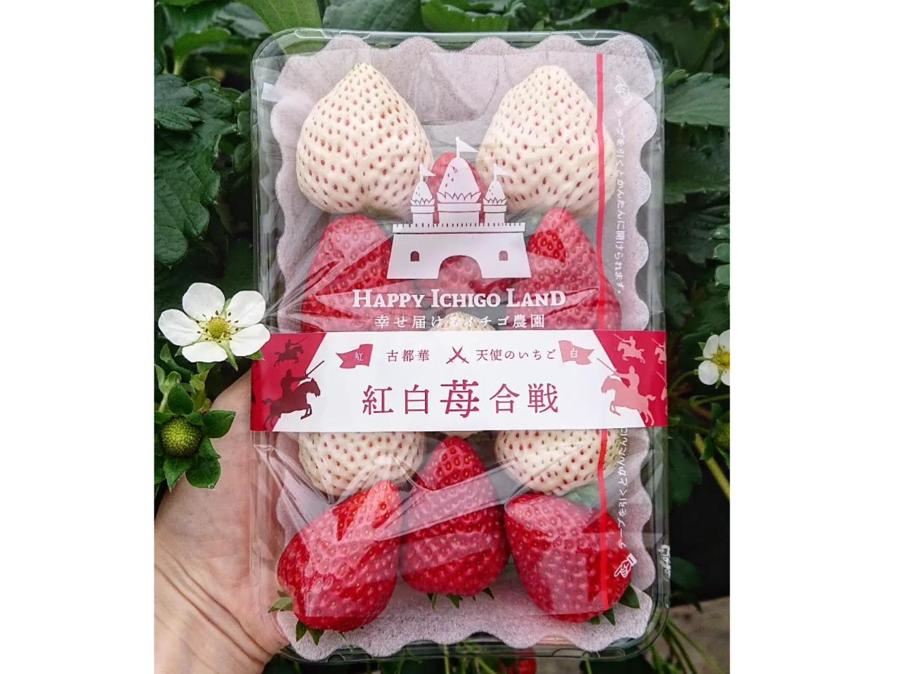 家庭用　B品　古都華　ならあかり　900g×2箱　奈良県　橋本農園 食べ比べセット【古都華（ことか）2パック・ならあかり2パック
