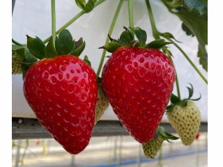 人気の古都華が40分食べ放題!!