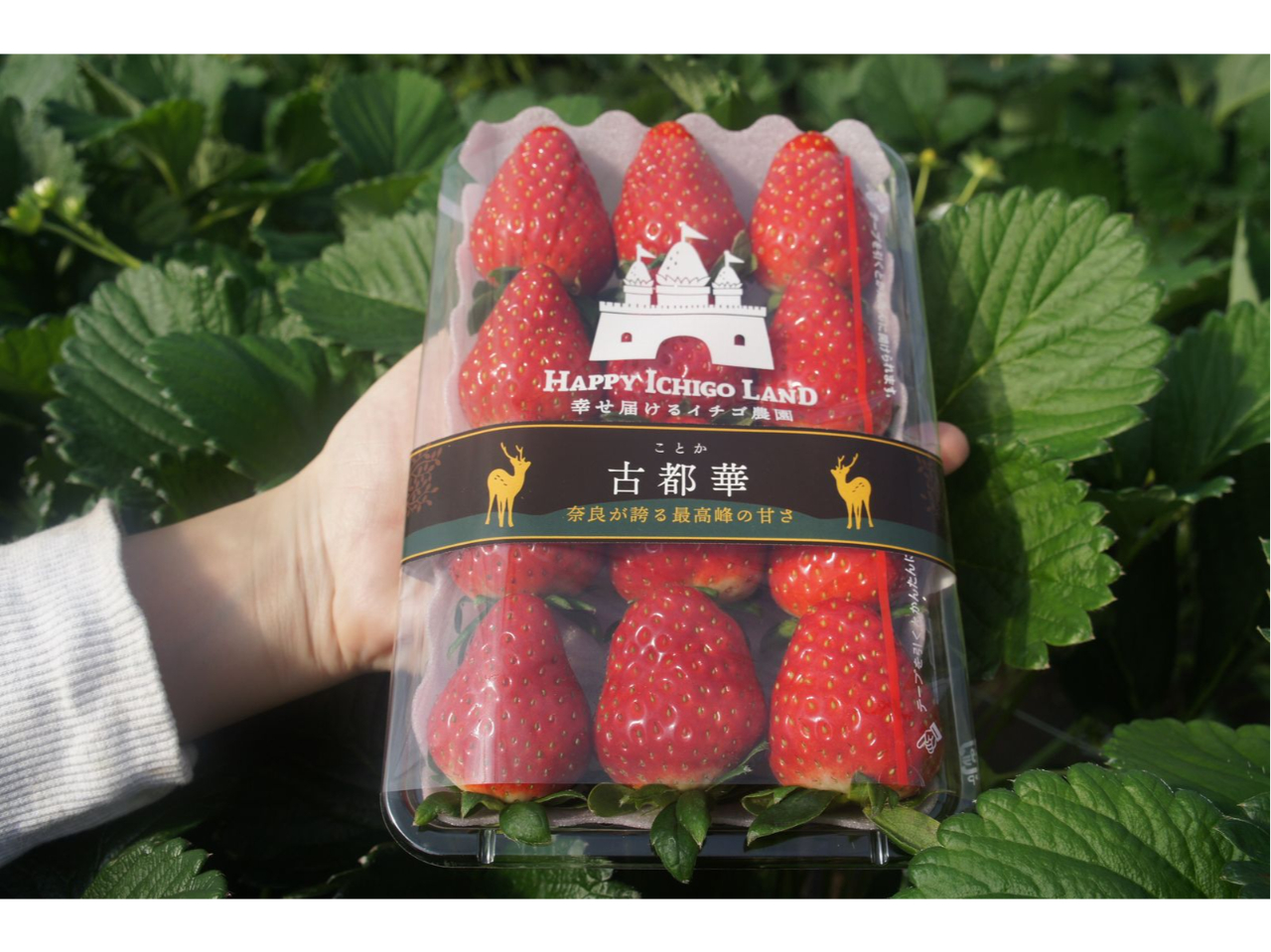 lČÓs؂݂₰pbN񂲗p