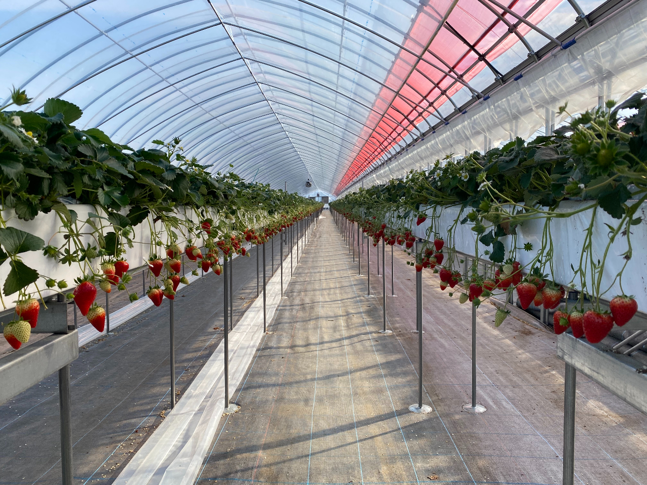 ݍ͔|Ȃ̂ŁAƂĂꂢŎ₷I