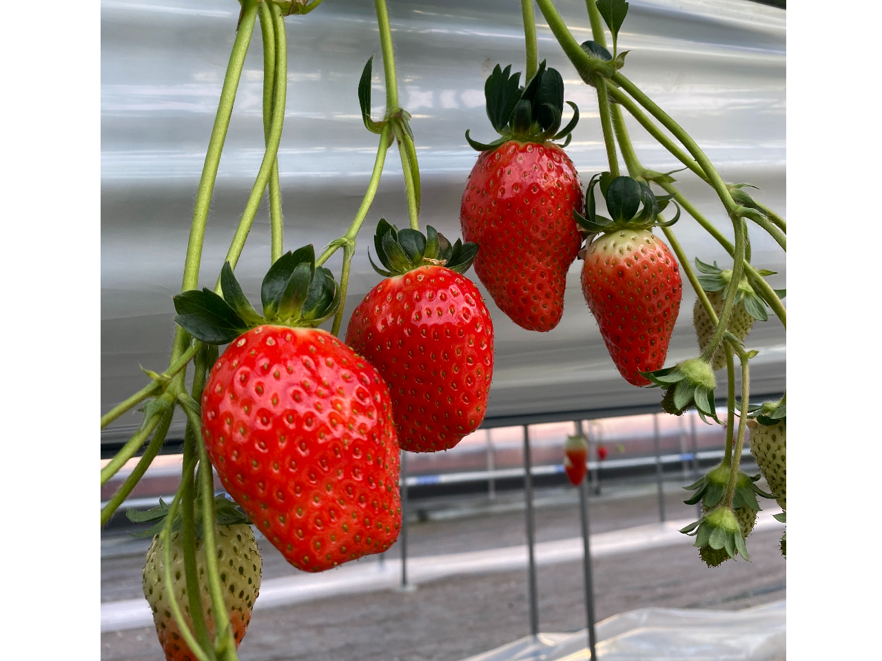 ޗǂł킦ȂI@傫Ď_ȂwPx