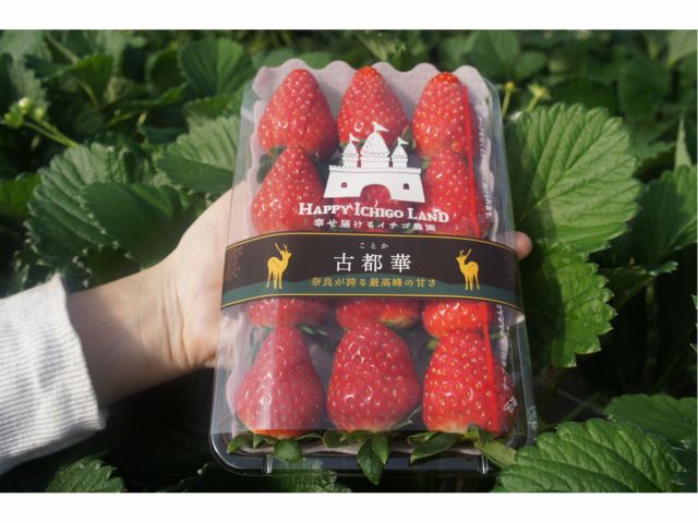 人気の古都華おみやげパックもたくさんご用意