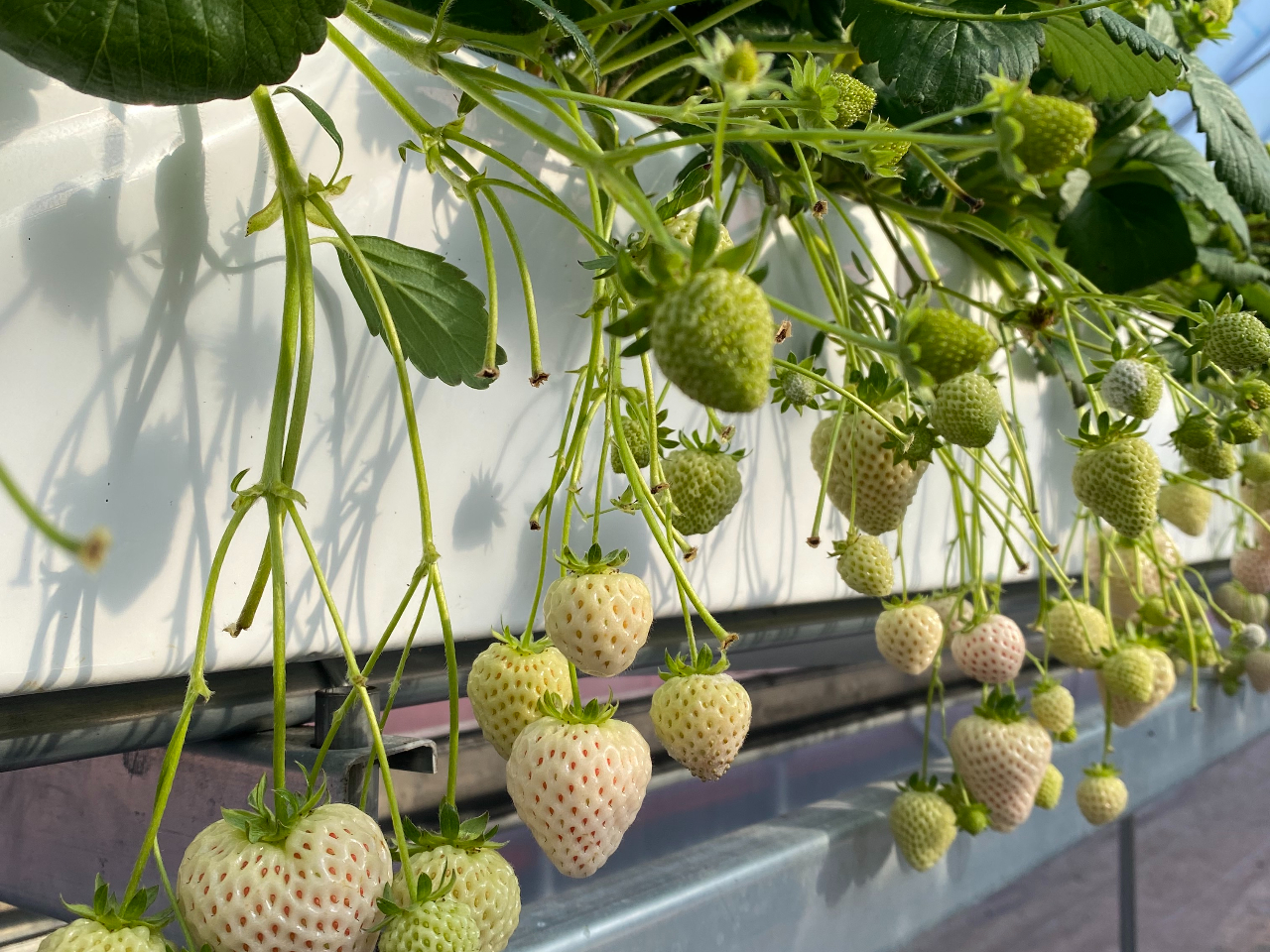 ���������C�`�S��������������H�ו���I�I