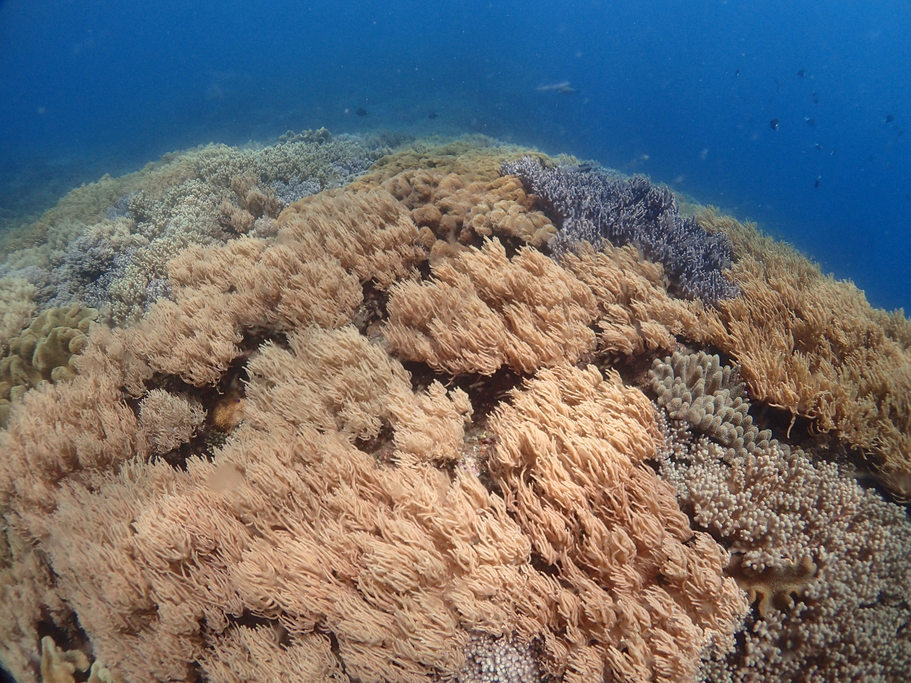 ���炩���T���S�̌Q������|�C���g�͂܂�ł��Ԕ��̂悤�ł��B