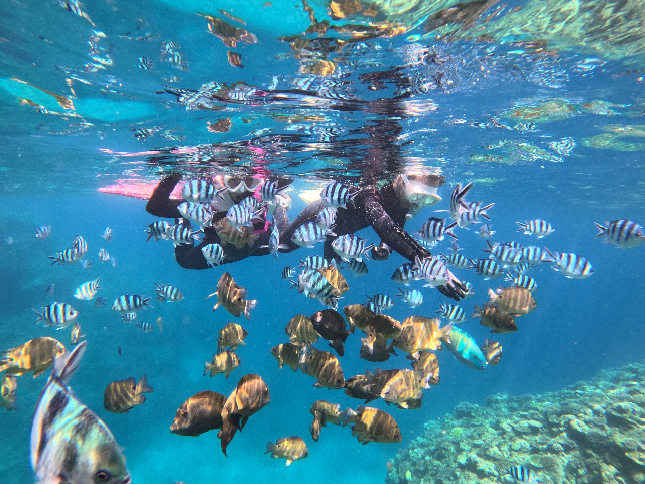 �J����T���Ȃ��狛�ɃG�T���������Ⴂ�܂��傤�I