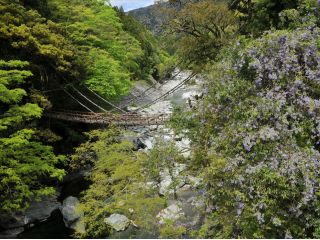 かずら橋フジ横