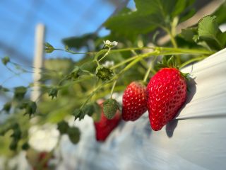 当園では、大きくてあまい「章姫」と、豊かな香りと甘みの「かおり野」をお楽しみいただけます♪