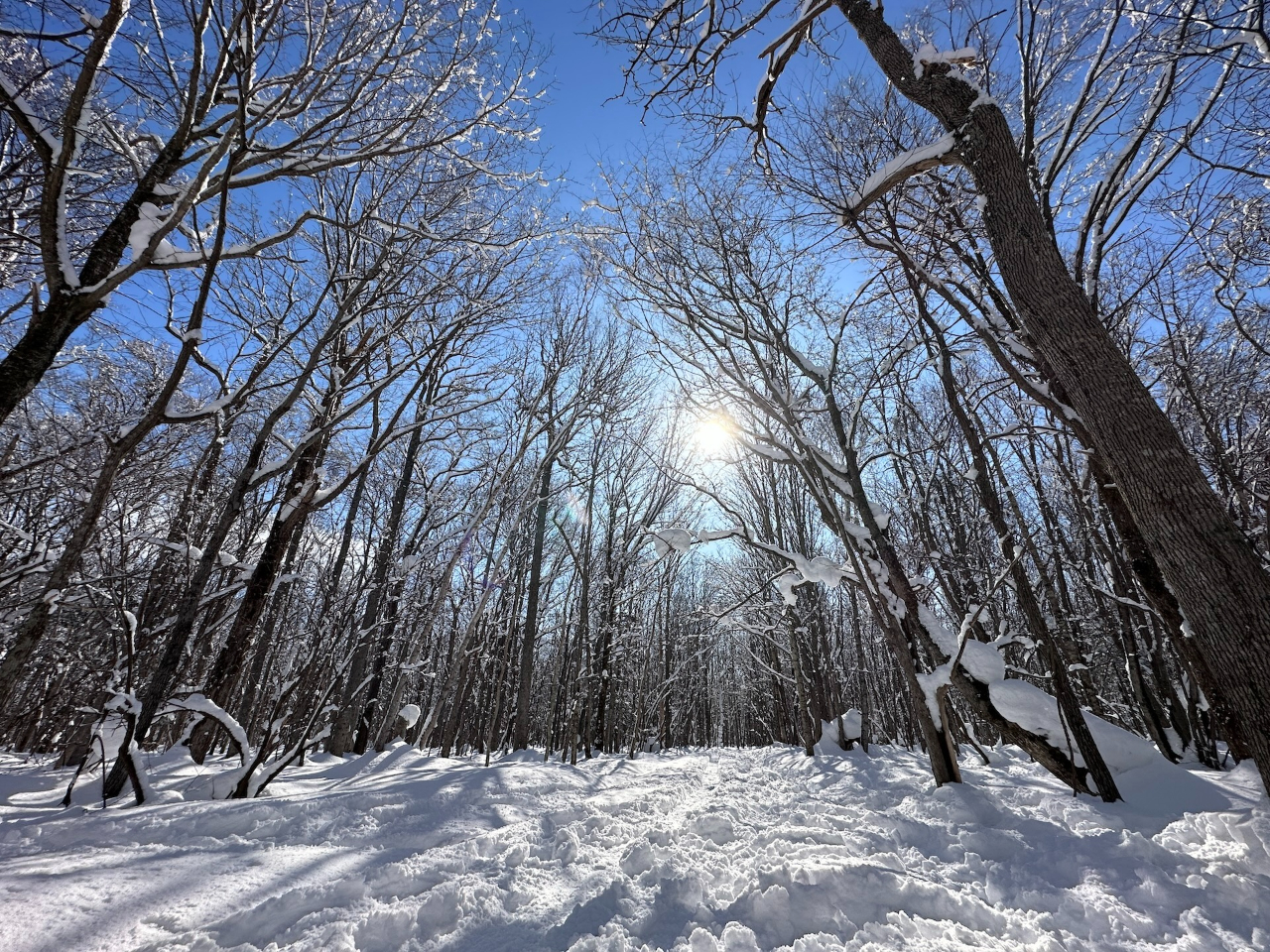 【北海道・札幌スノーシュートレッキング】送迎あり・雪の妖精シマエナガやエゾリスが...