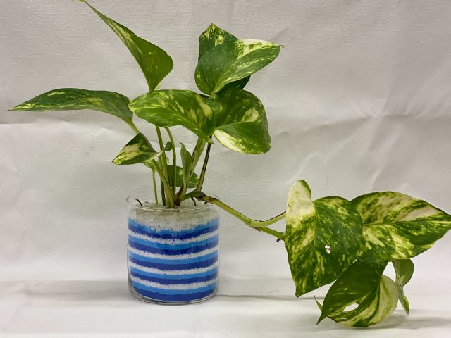 使用する植物は数種類から選べます!