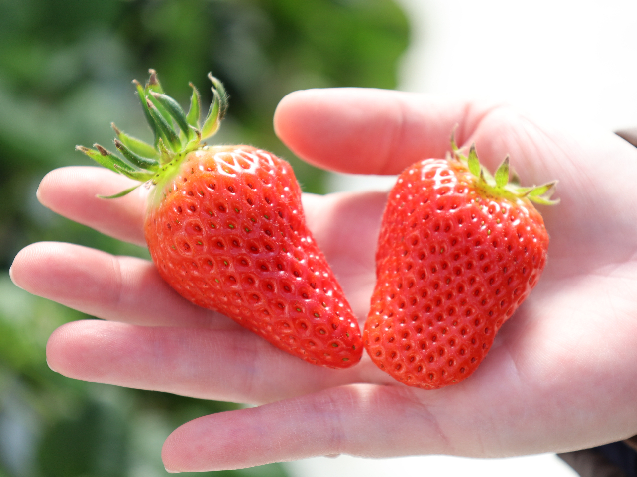 ≪2025年4.5月プラン≫【岐阜／可児】ウイングいちご「よつぼし