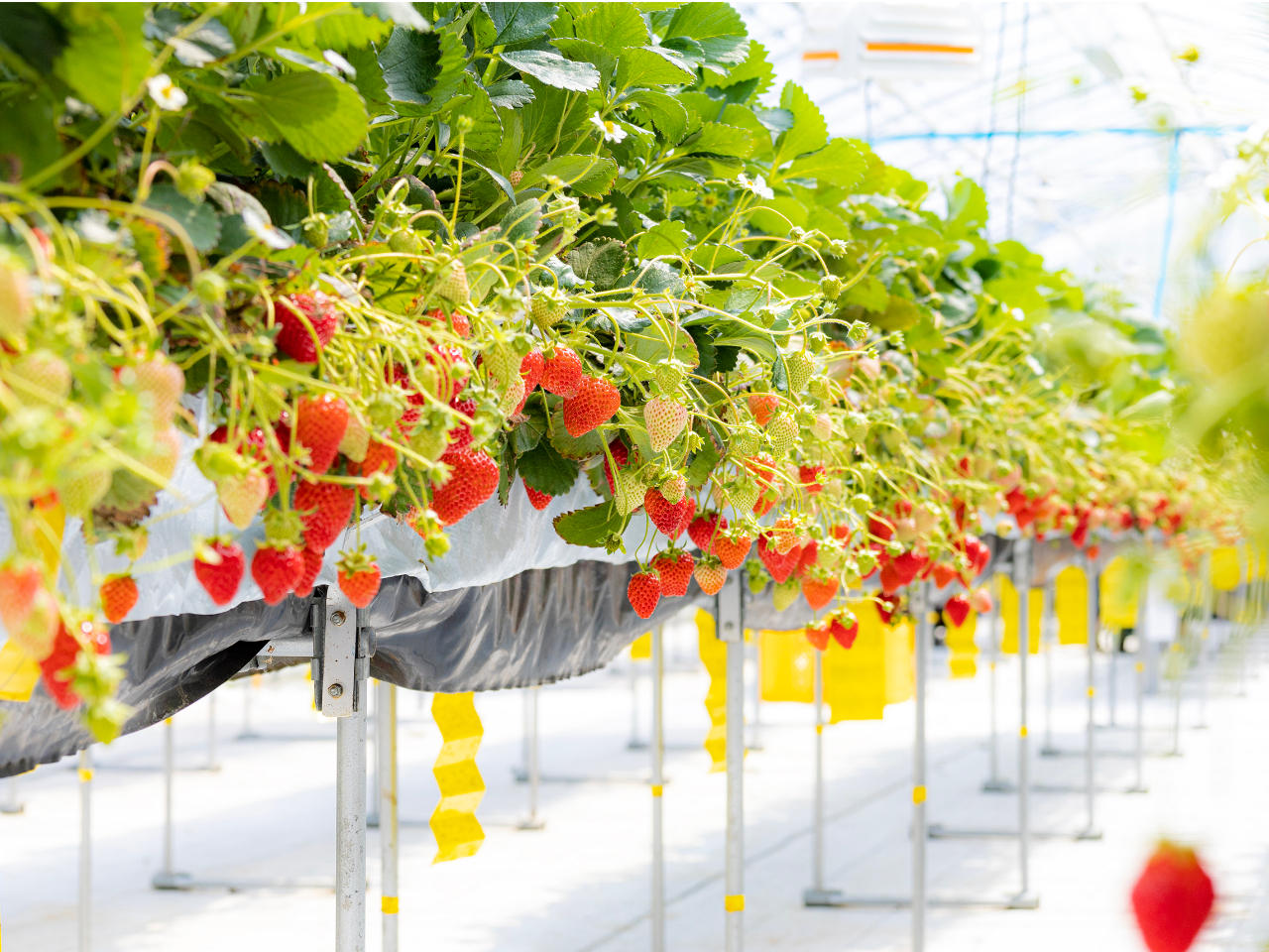 ≪2026年1~3月≫完売御礼!早い者勝ちです!糖度が高い、完熟「よつぼし」の摘...