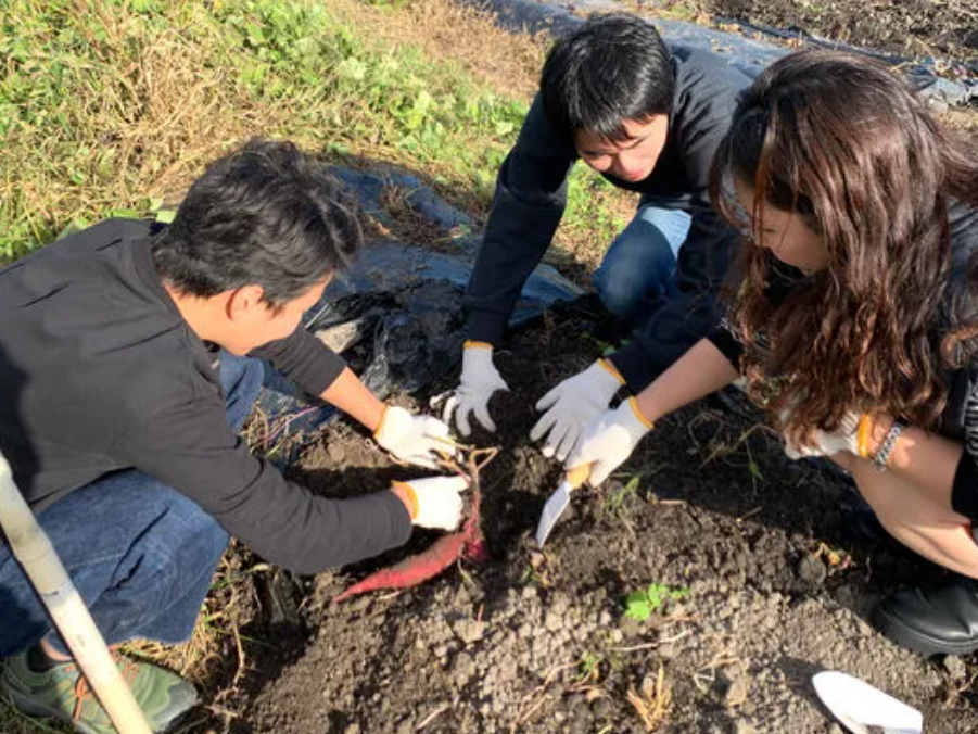 日常生活では足を運ぶことは少ない畑での収穫作業をご家族やお仲間と雑談をしながらお楽しみください♪畑なので汚れても気にならない靴や服装でお越しくださいね♪
