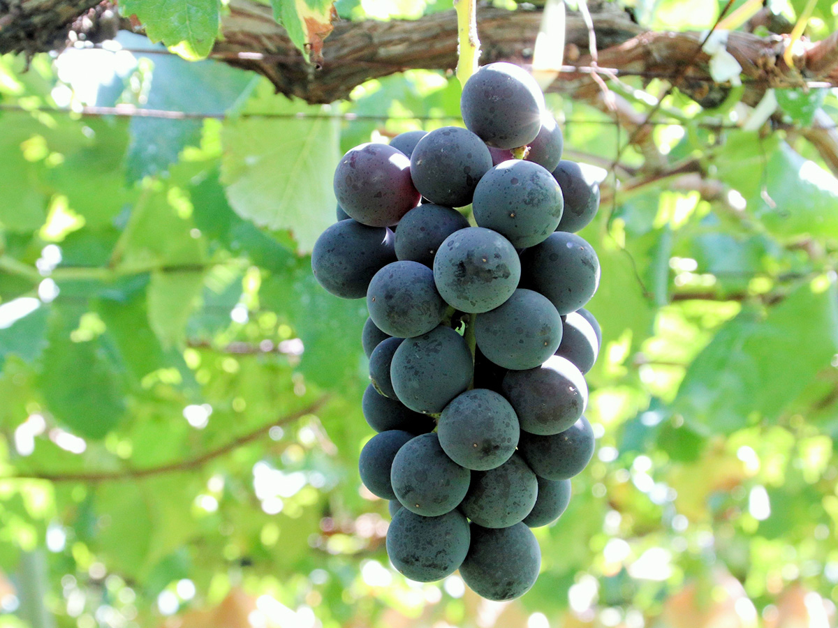 _ł͂Ԃǂ͔|8{`9{̊ԌłAԂ10̃t@[}[Y}[PbguĂ`ȁvXɂĕł܂B