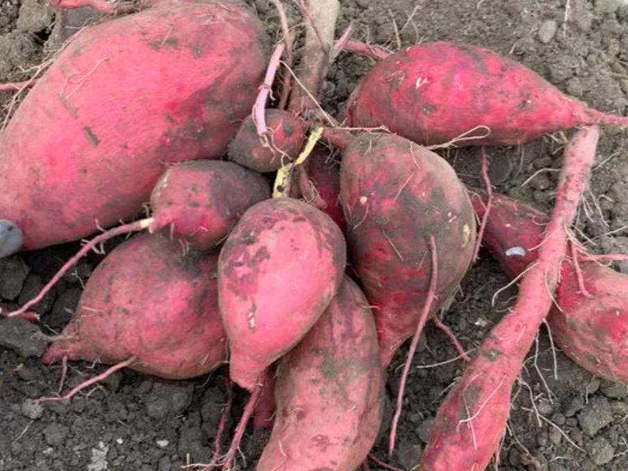 【じゃらん特別セール】【さつまいも掘り】紅はるか・紅あずま・シルクスイート選べる...