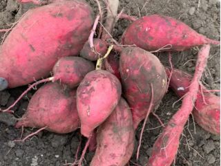 1株に3〜4個ほどのお芋が♪必要な個数・品種数分だけさつまいも掘りをご予約・体験くださいね♪