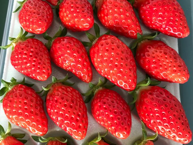 お帰りにお土産用のいちごもご購入頂けます!(売り切れの際はご容赦ください)