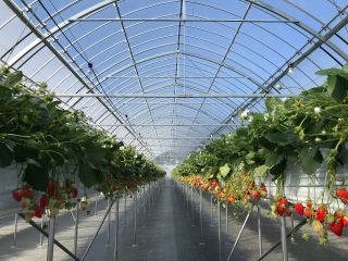 綺麗なハウス内で、ベビーカー・車椅子もご利用頂けます。