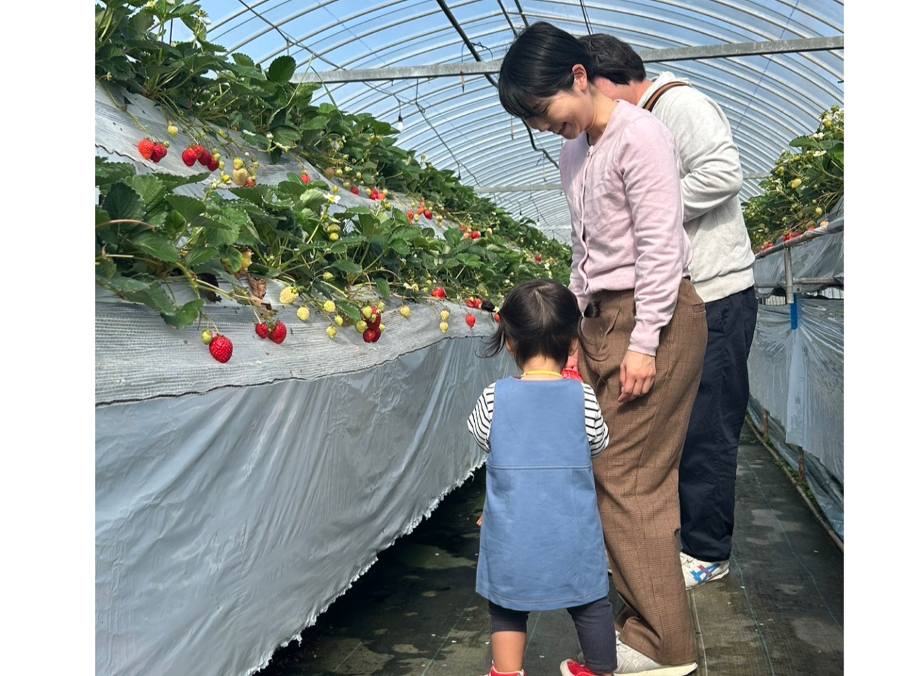 お得な価格で♪4月限定♪65年目の最高傑作！イチゴ食べ放題！観光地糸島でいちご狩...