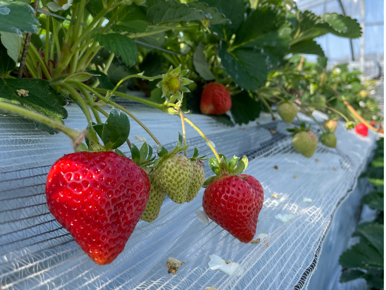 年末特別セール!! 【糸島×いちご狩り40分】旬の味覚♪初物イチゴ豪華最大10品...