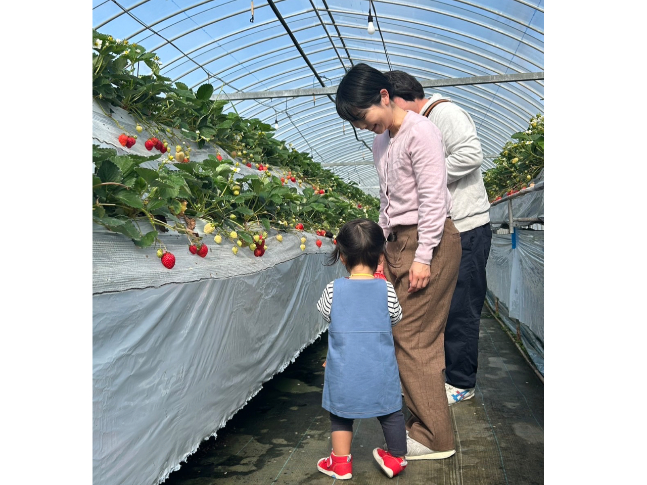 【糸島×いちご狩り40分】豪華最大10品種のいちごが食べ放題!観光地糸島でいちご...