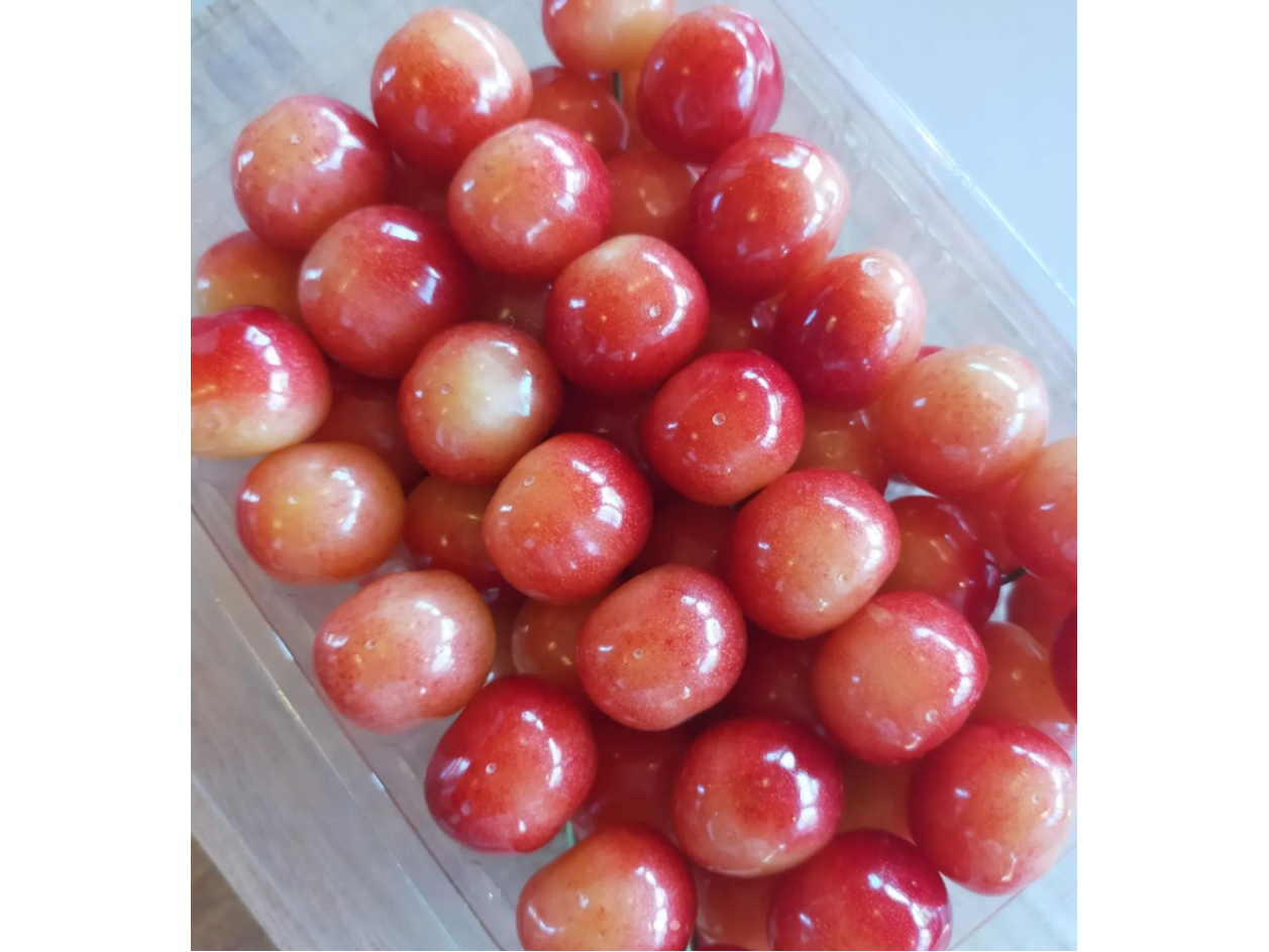 2026★≪60分食べ放題≫じゃらん特別価格★さくらんぼ狩り!屋根付きで雨でもO...