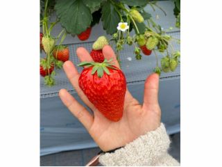 手の平サイズのいちごも育っています。