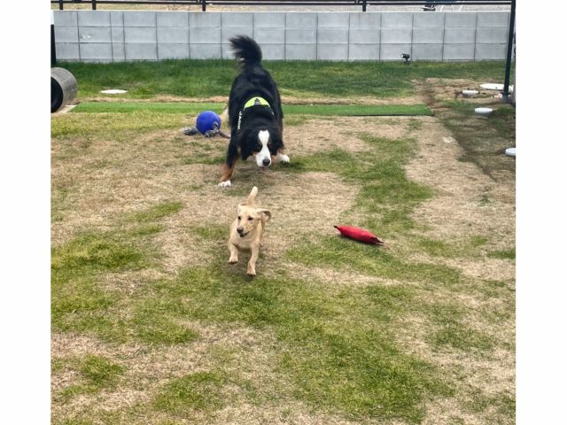 ドッグラン