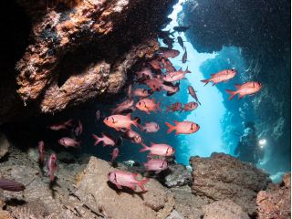 瀬底島の青の洞窟の中には暗い所が好きなアカマツカサがいっぱい。