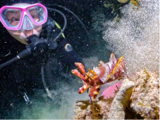 夜の海には夜しか会えない生物がいっぱい!