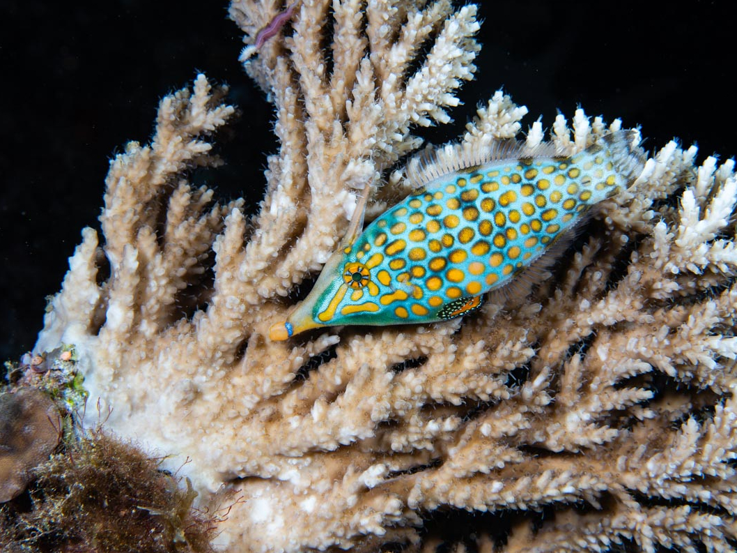 TSɊYĐQĂeOJnMB@Ԃ͓Ďʐ^B̂ςłȂȒPɎBeo܂B