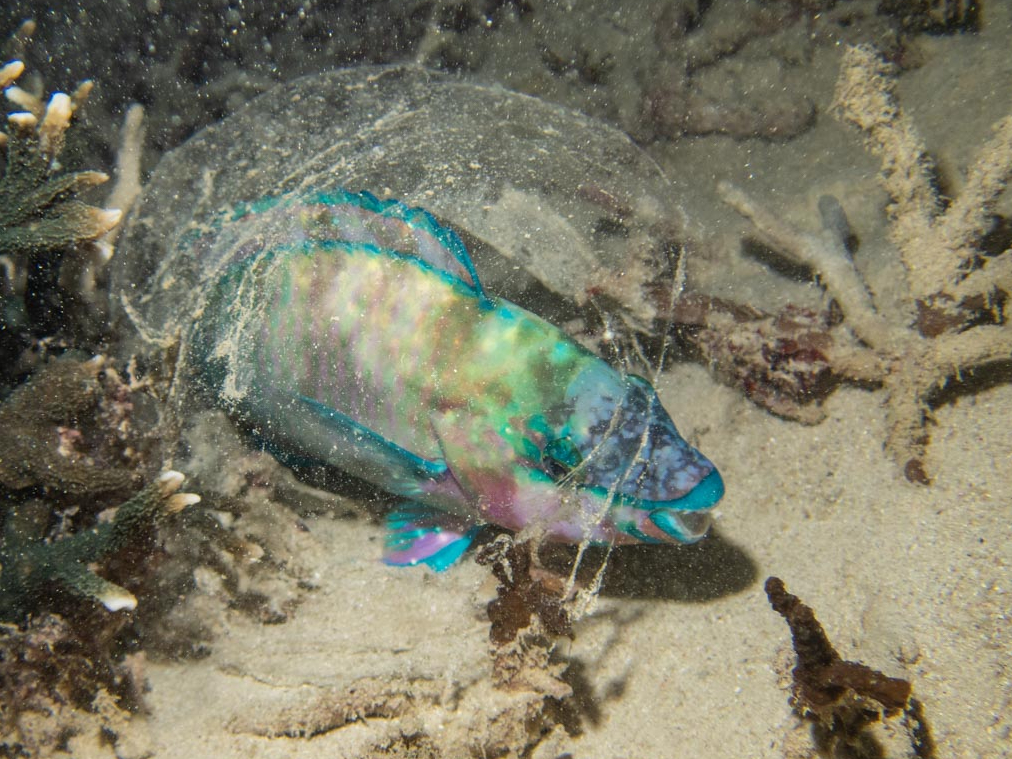 ̑̂̂܂ɓ̖𒣂Ă̂тQĂu_C