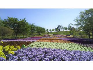 4月〜5月 ビオラ