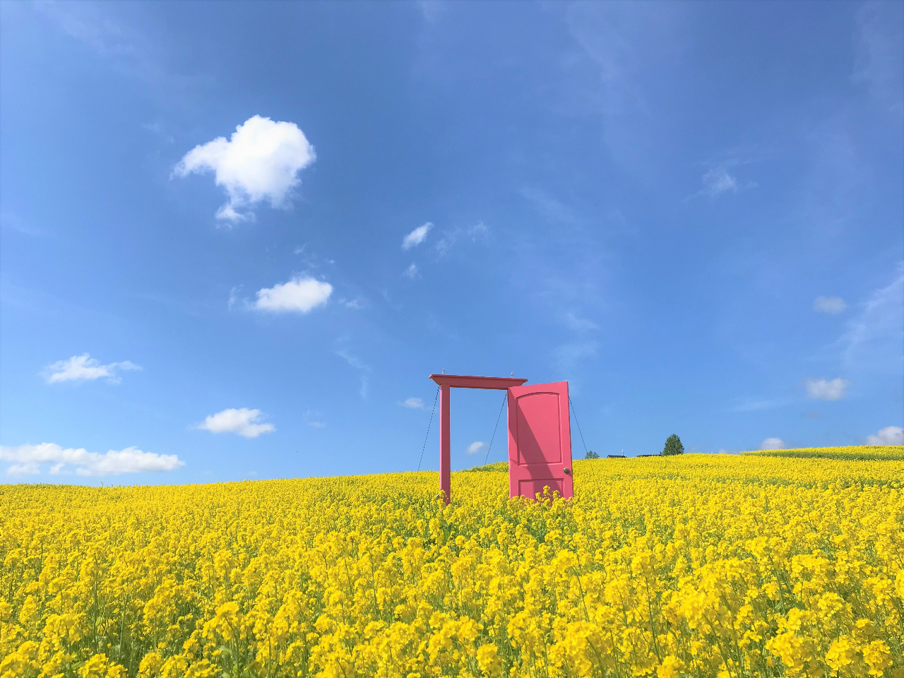 �₭�炢�K�[�f���̎ʐ^3