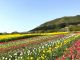 5月初旬 チューリップ