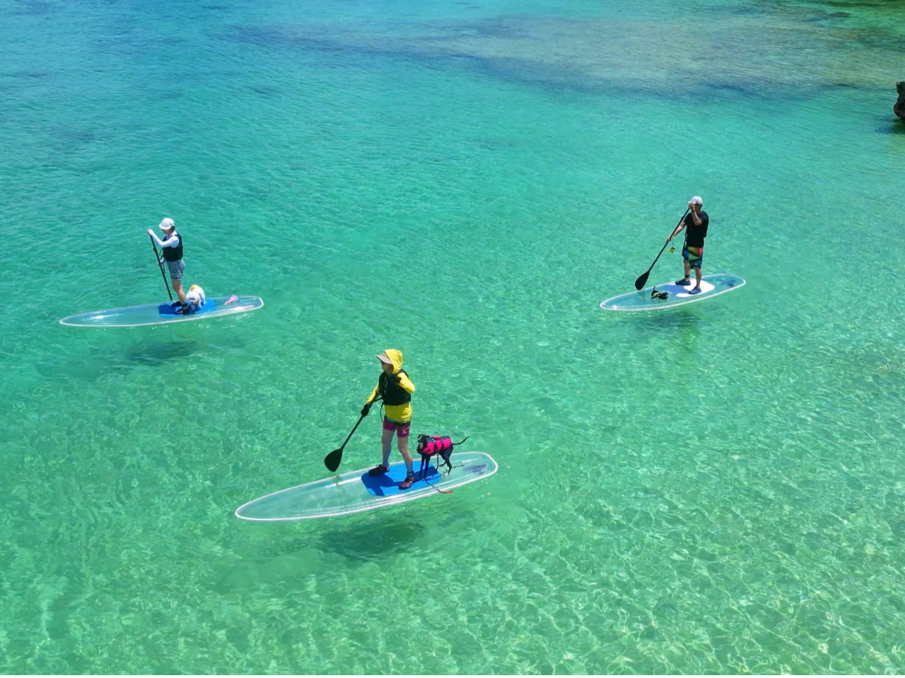 ؂ȈƂ̎voɂƃh[BeĂqlB