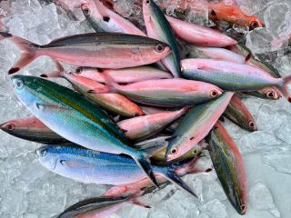 体験グルクン釣り!釣り初心者でも大丈夫!小さなお子さんでもスタッフがサポートします!ぜひ皆さんで誰が一番釣れるか競ってみては♪
