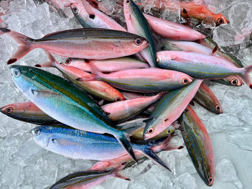 体験グルクン釣り!釣り初心者でも大丈夫!小さなお子さんでもスタッフがサポートします!ぜひ皆さんで誰が一番釣れるか競ってみては♪