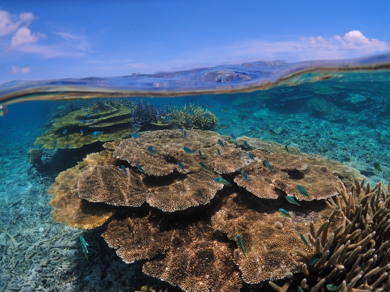 八重干瀬(ヤビジ)で思う存分シュノーケリング!