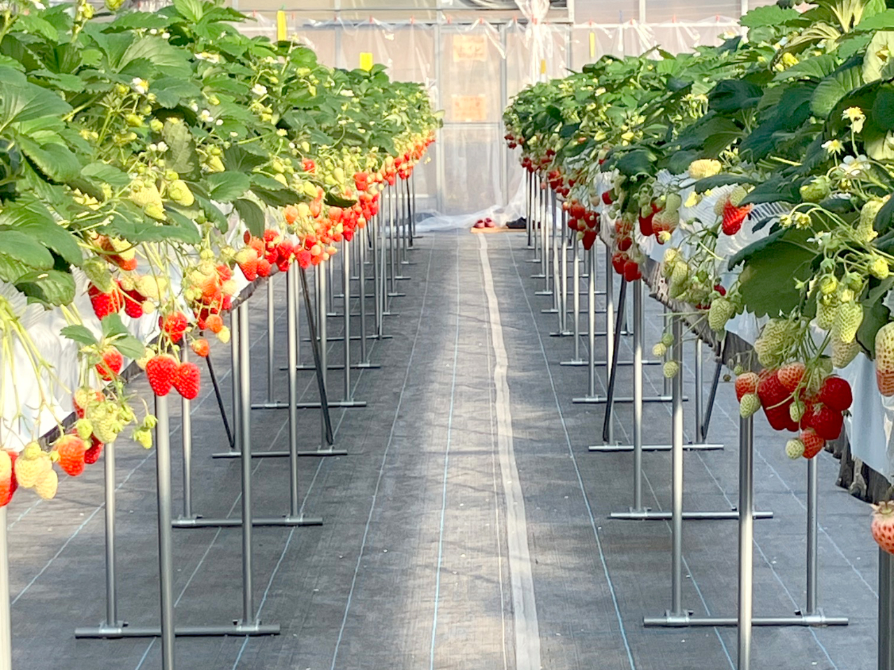 傫ȂYIȂĂԂŊn̂Ĥׂ͂̑햡ł