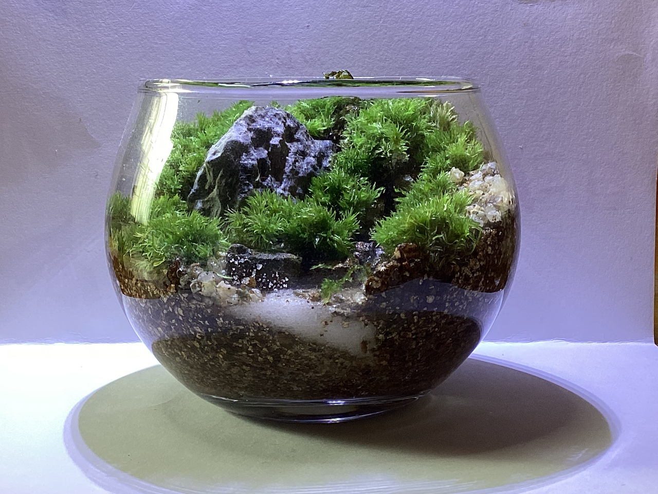 猪名川町産の苔を使った【苔テラリウムワークショップ】摂津の里山を 猪名川町産の苔を使った【苔テラリウムワークショップ】摂津の里山を