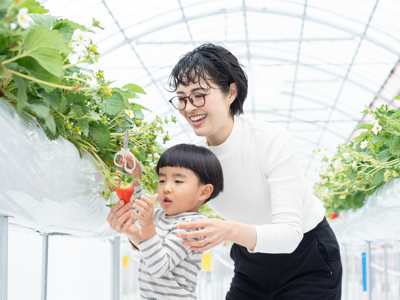 摘み取りに不安な方へはハサミの貸し出しもおこなっています。お声がけください◎