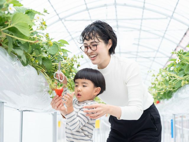 摘み取りに不安な方へはハサミの貸し出しもおこなっています。お声がけください◎