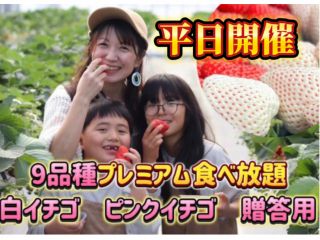 高価な白いちごも食べ放題!平日いちご狩り開催中!