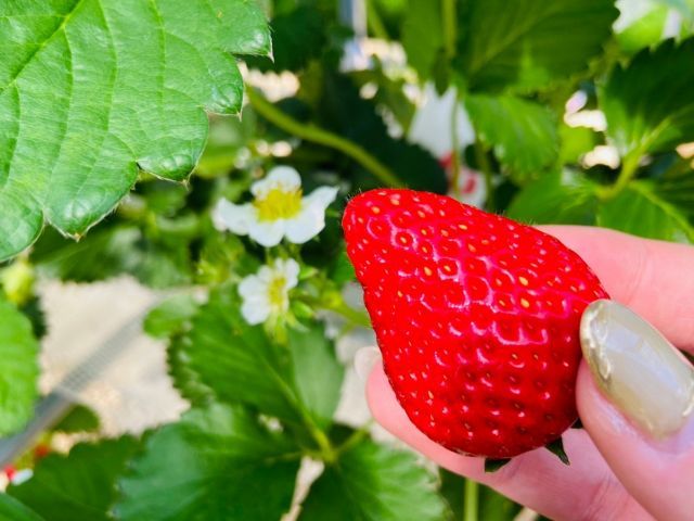 真っ赤ないちごがたくさんできていますよ!