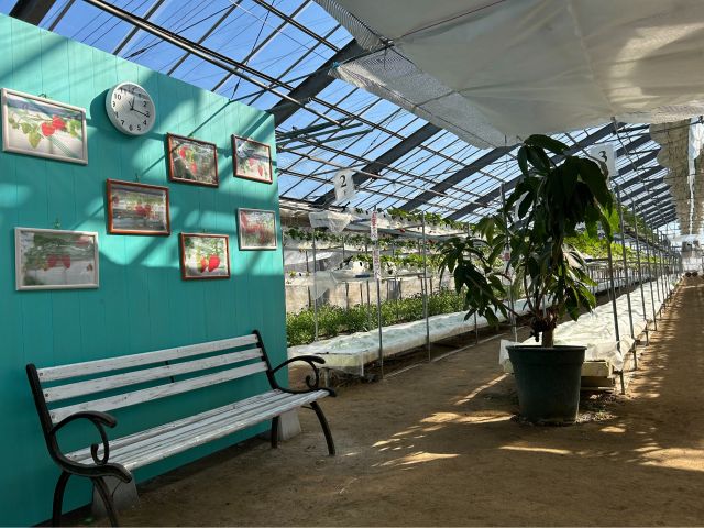 京都市伏見区のいちご狩り農園、ハワイをテーマにした「MAHALO」です♪大阪・京都からもアクセス◎