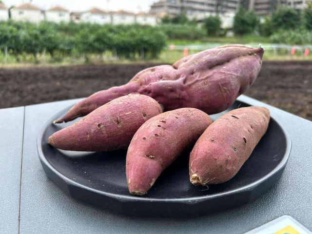 さつまいもの収穫体験♪