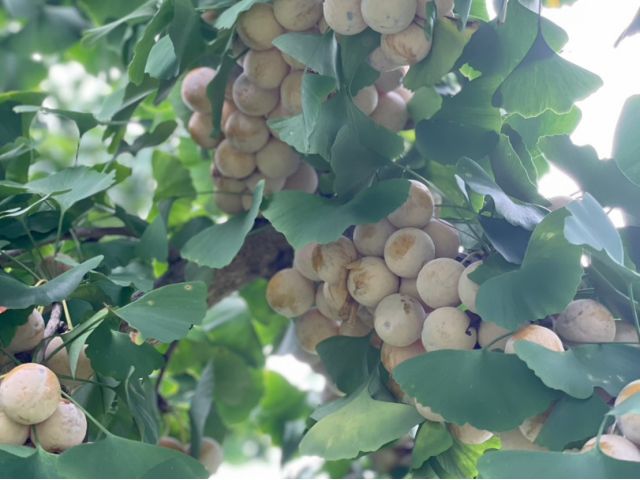 銀杏実っています♪