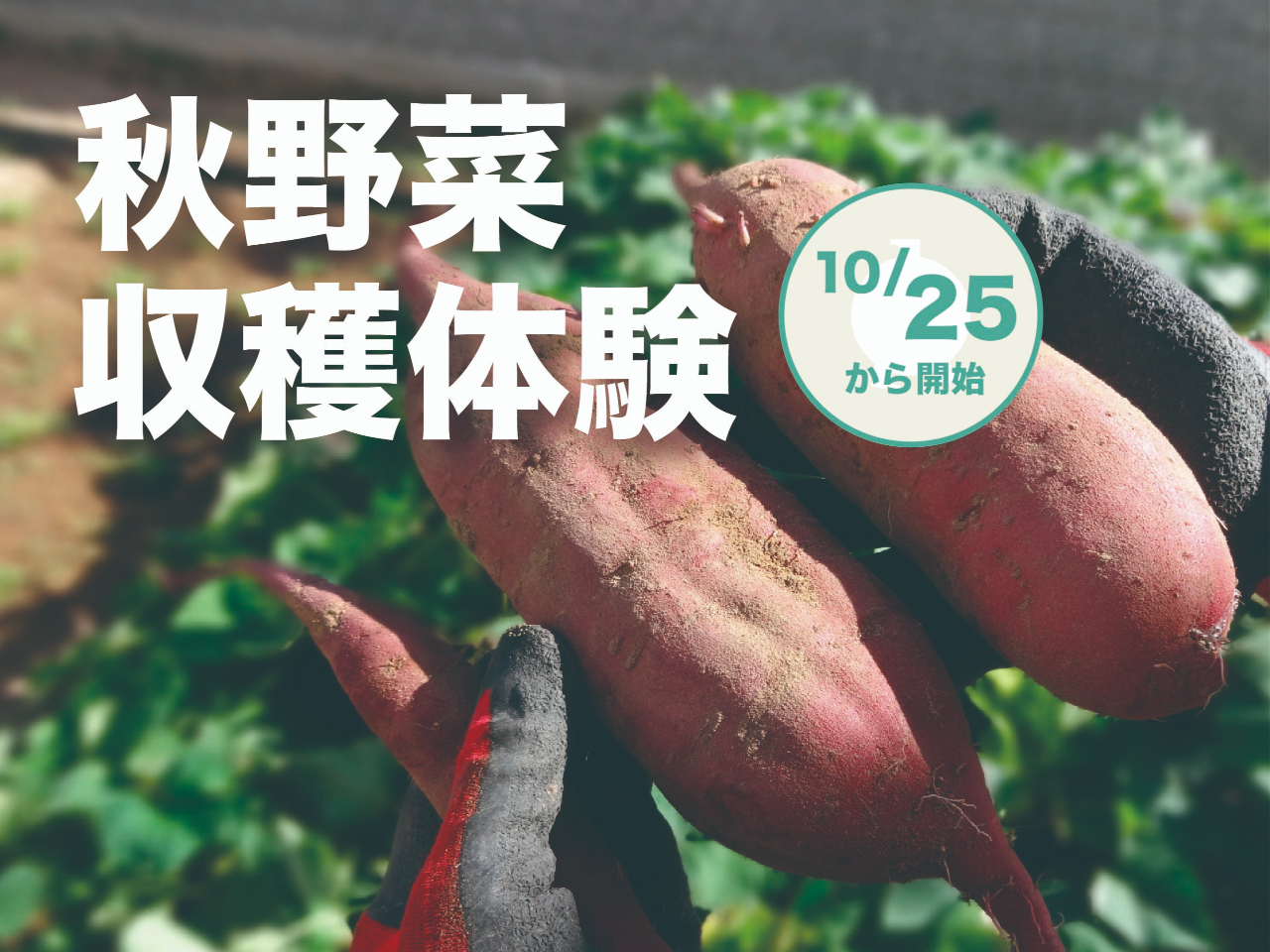 秋野菜収穫体験♪さつまいも、銀杏、落花生などの詰め放題プランをお楽しみください!